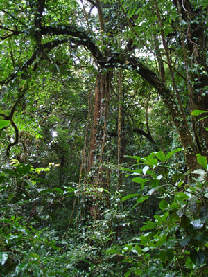 Jungle Vines - Photo by Mess of Pottage