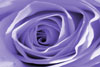 Lavender Rose - Photo courtesy of Cynthia Berridge